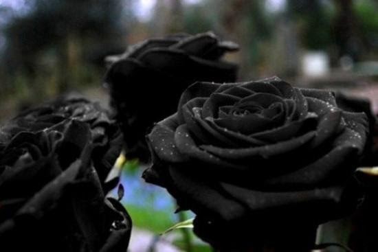 6 ดอกกุหลาบสีดำ